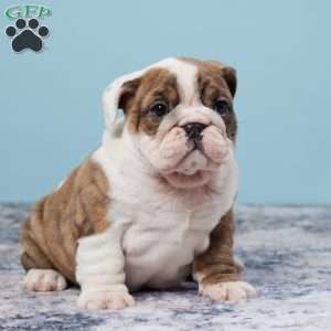 Jenna, Miniature Bulldog Puppy